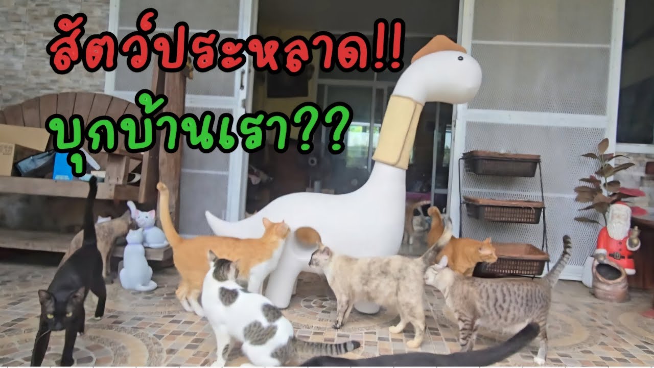 สัตว์ประหลาดบุกบ้าน!!😱 พวกเรา #แมวจร #catlover #cat #ผู้กองแขกกับแมวจร Vol.2 