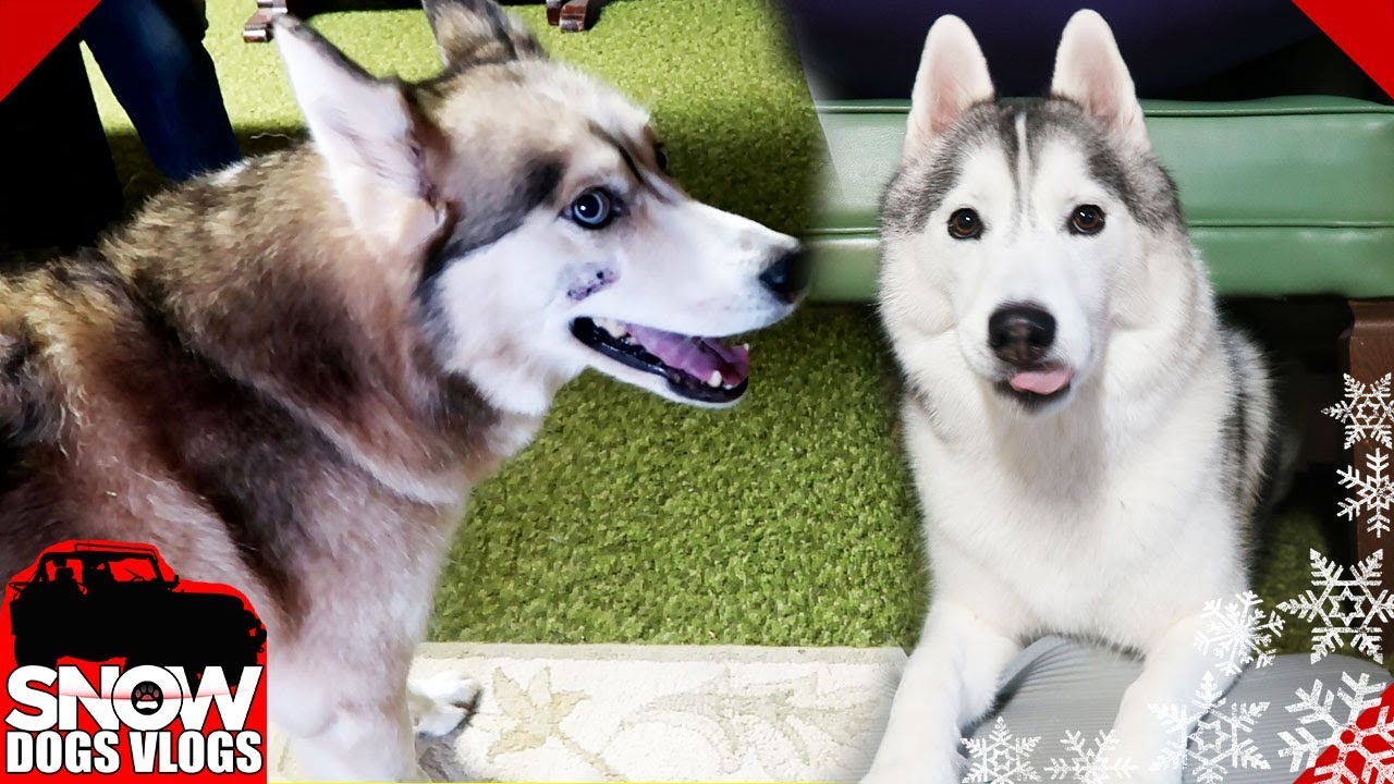 Shelby has some Spunk | The Dogs go Crazy