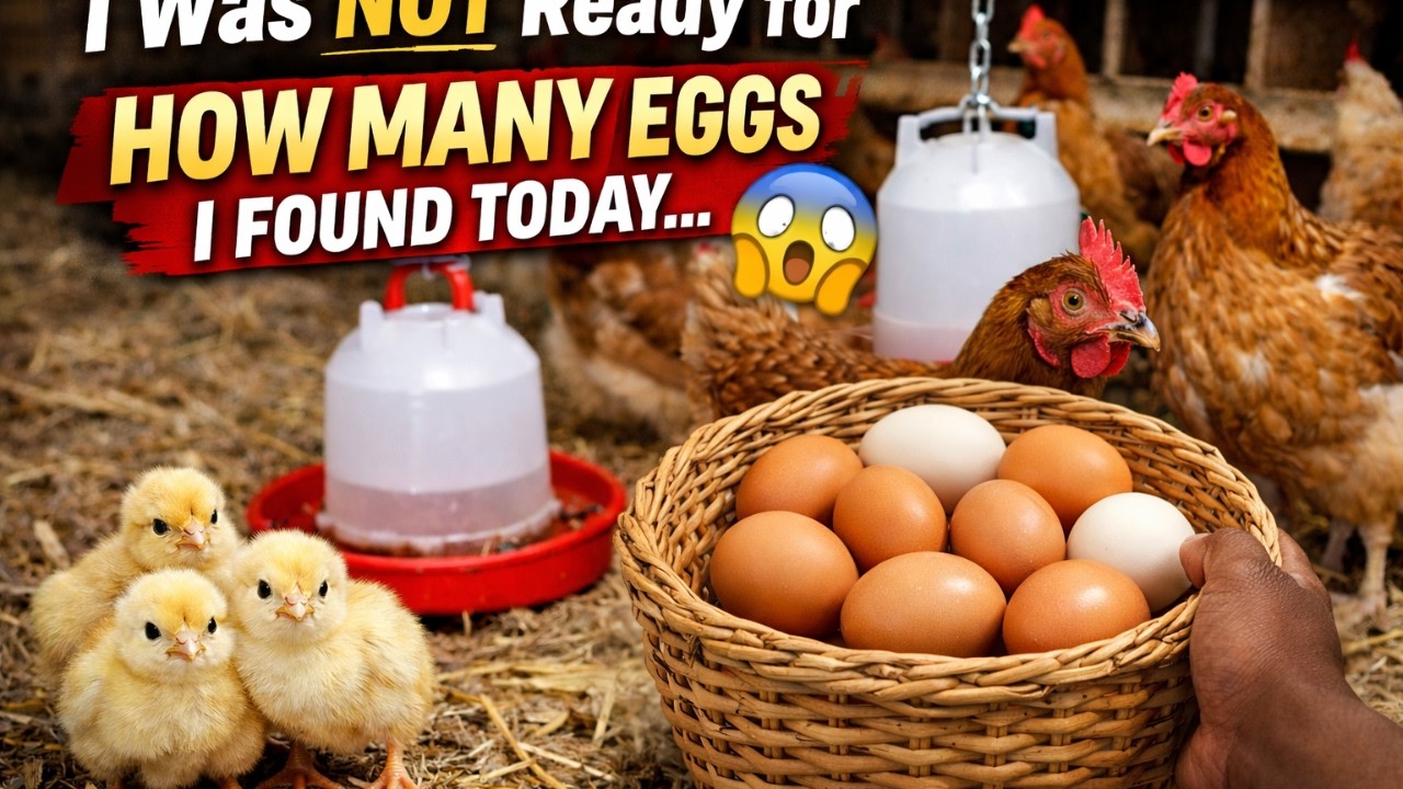 I Was NOT Ready for How Many Eggs I Found Today...