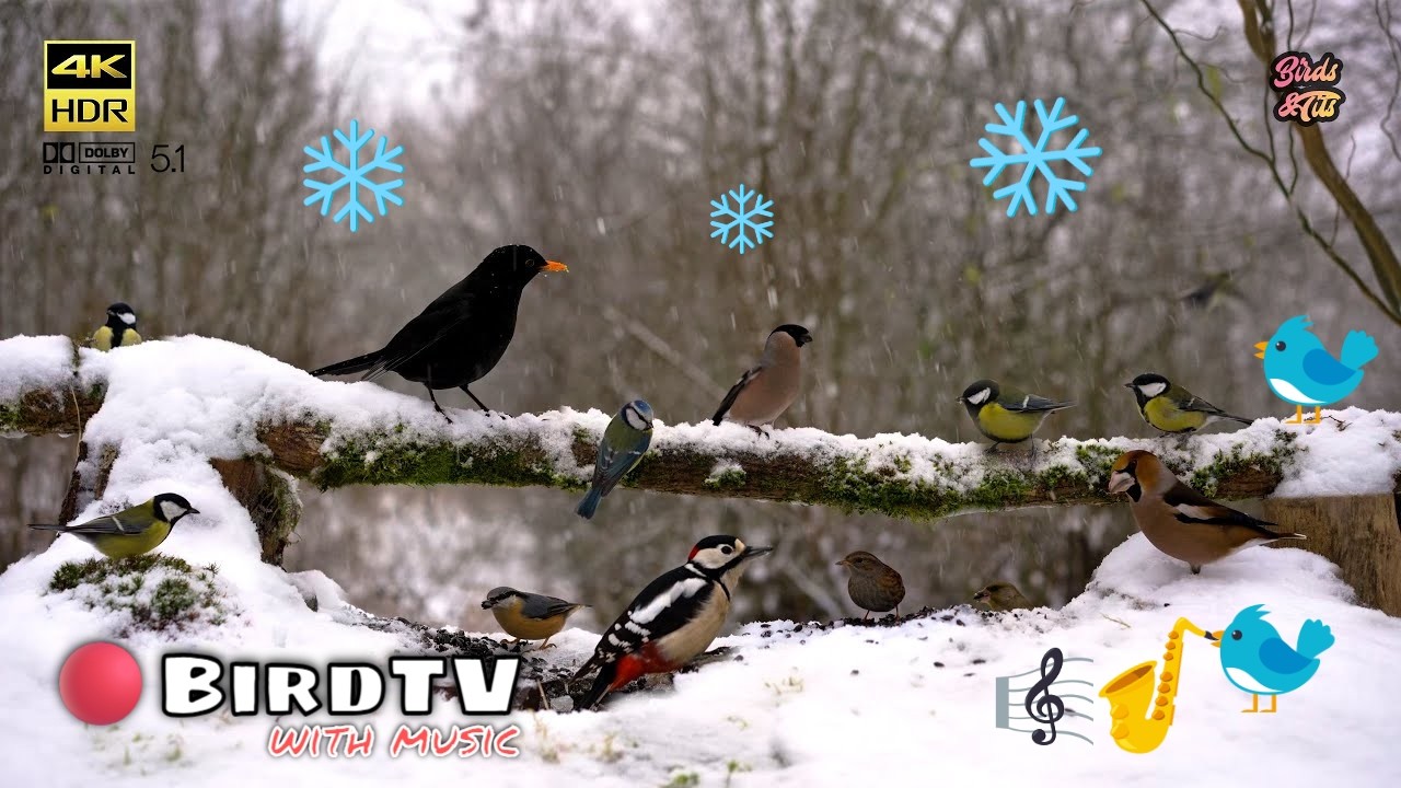Smooth Jazz: Winter Birds and Snowfall Meditation #relaxingmusic #jazz #nature