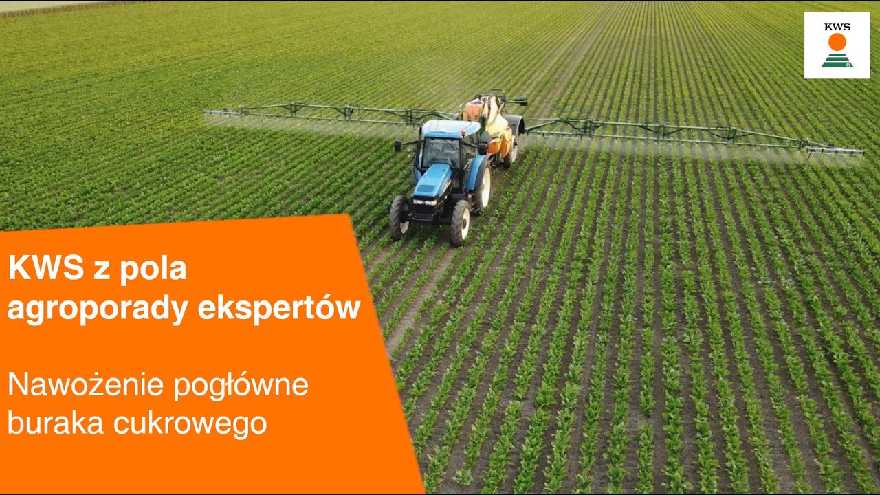 Nawożenie pogłówne buraka cukrowego / KWS z pola AGROPORADY EKSPERTÓW