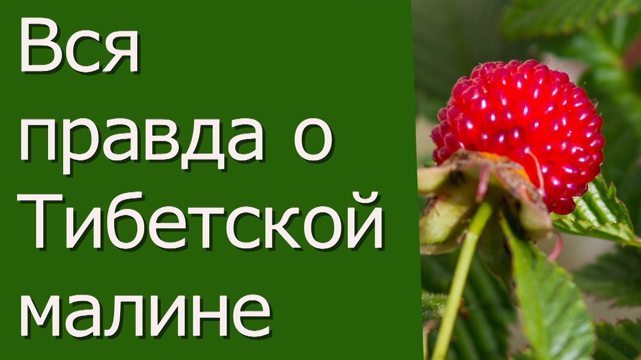 Вся правда о Тибетской малине.
