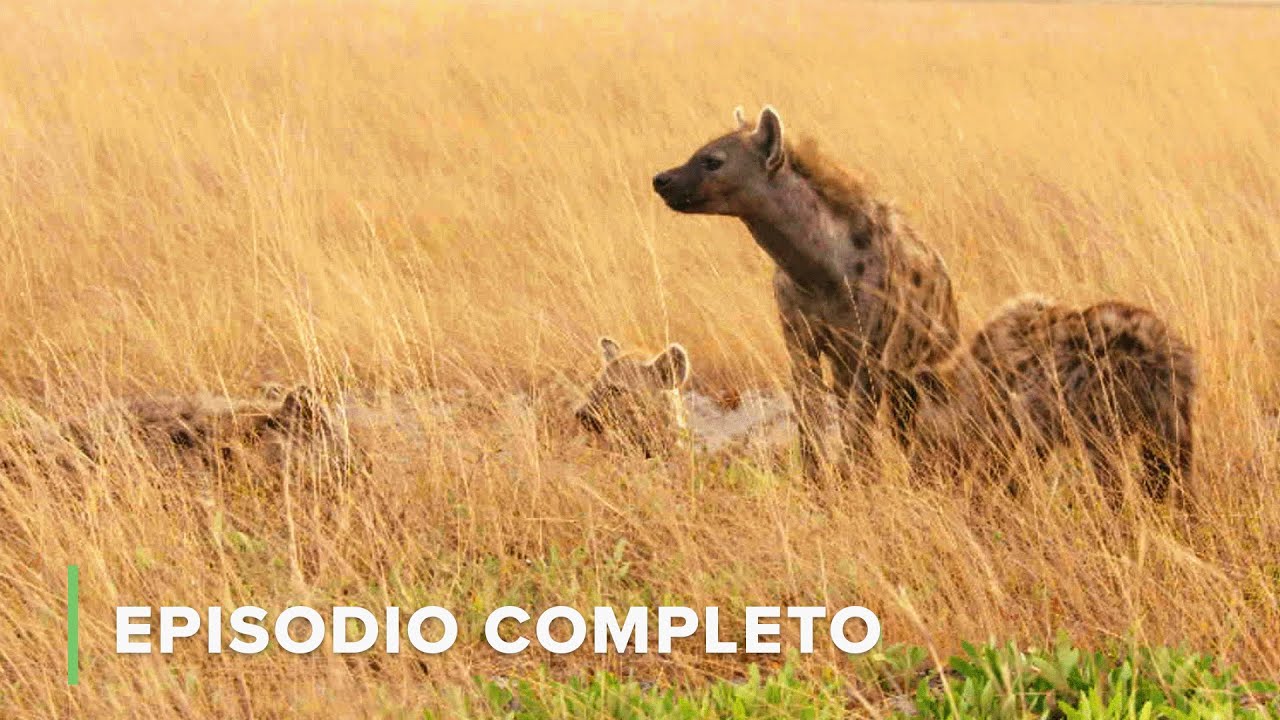 HIENAS al Borde del Abismo 🌍 Cazadores de &Aacute;frica EP6 🍃 Documentales Completos de Animales