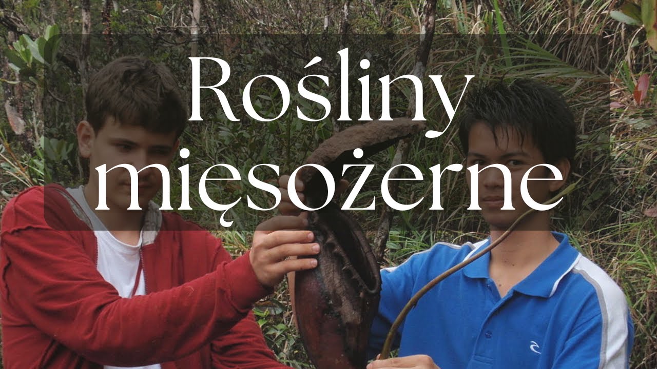 Rośliny mięsożerne - Ciekawe przypadki i 14 przykładów z polskiej przyrody |Podcast Botaniczny nr 17