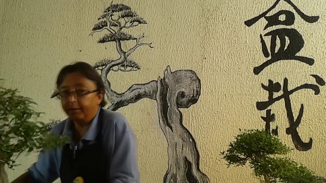 Nebari - Bonsai Shizen BH