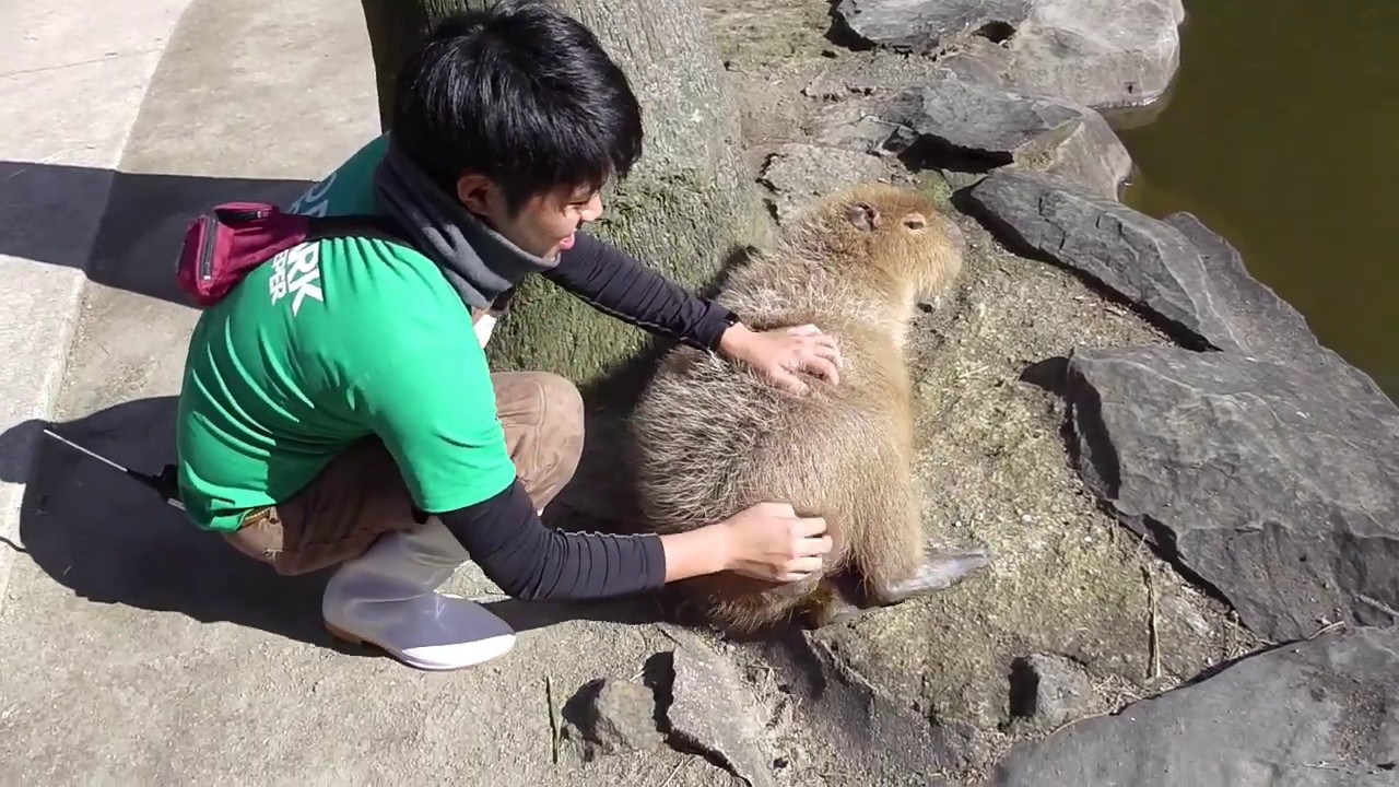 カピバラのなで方how to scratch capybara