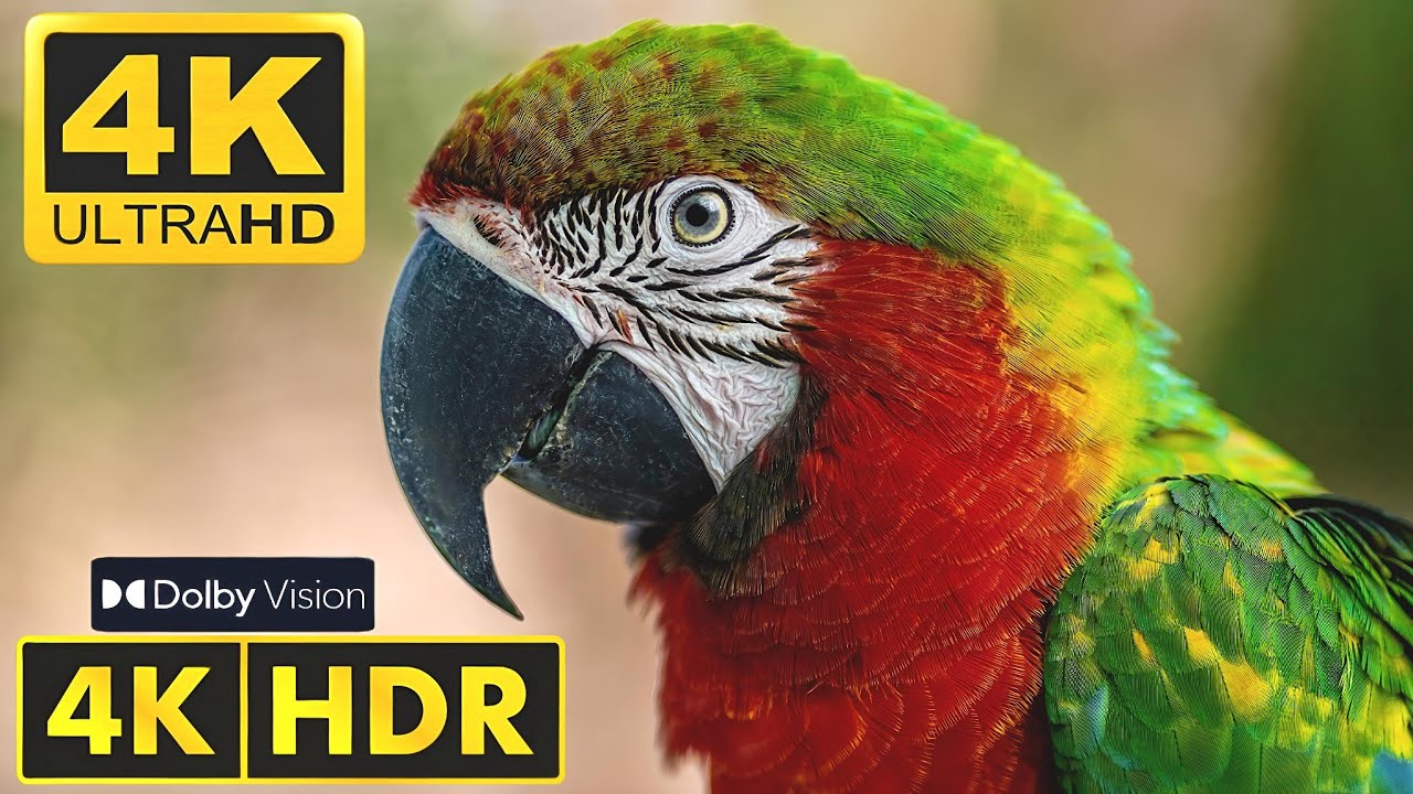 Best of Dolby Vision 4K HDR 60fps | 4K Video | 4K Ultra HD Video | 4K HDR video | 4K