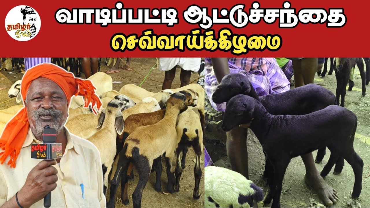 வாடிப்பட்டி ஆட்டுச்சந்தை / குறைந்த விலை குட்டிகள் / மதுரை மாவட்டம்