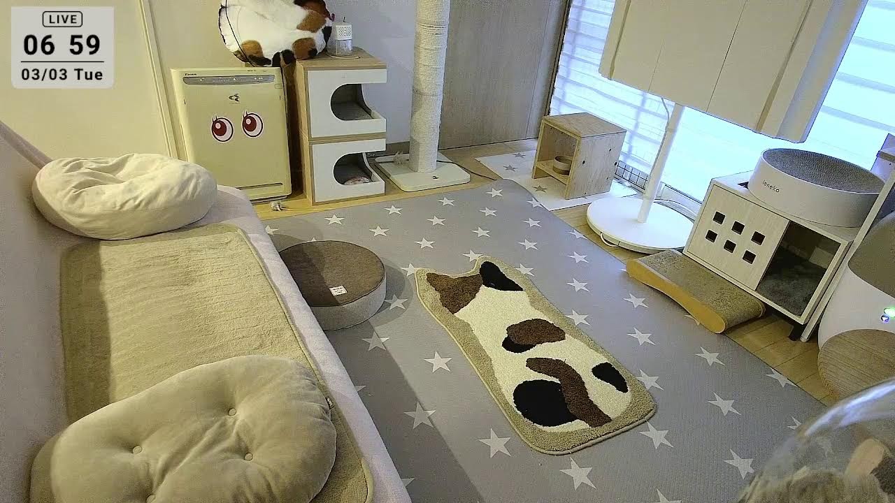 2026.3.3 ニャンコ部屋から生放送！〜猫らの寝相ウォッチング〜