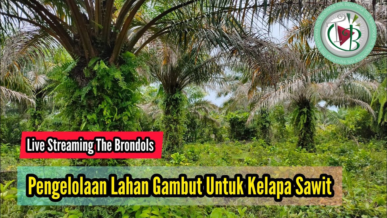 Live Streaming - Kunci Pengelolaan Lahan Gambut