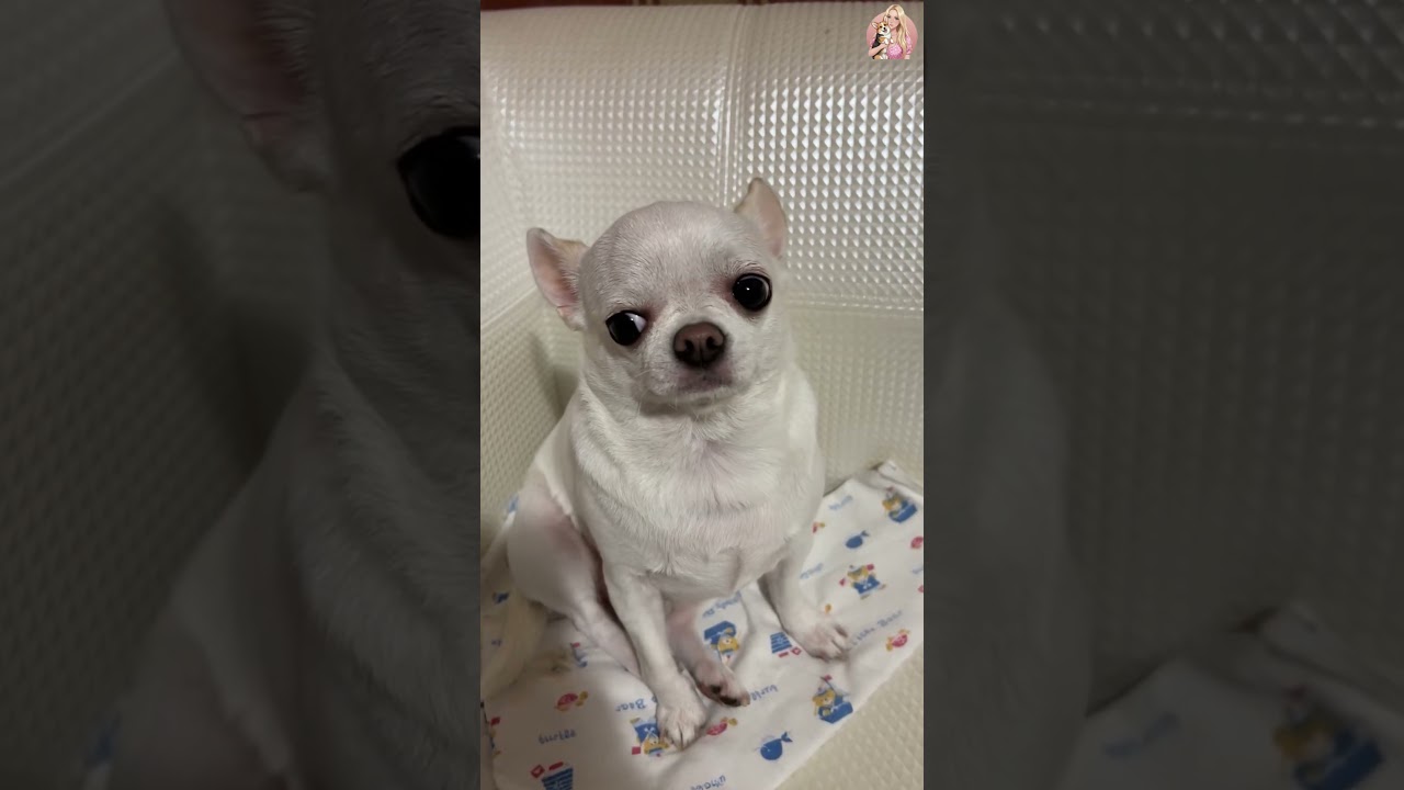 Забавные собаки 🐶 Попробуйте не засмеяться 😜 (У вас ничего не получится!) 