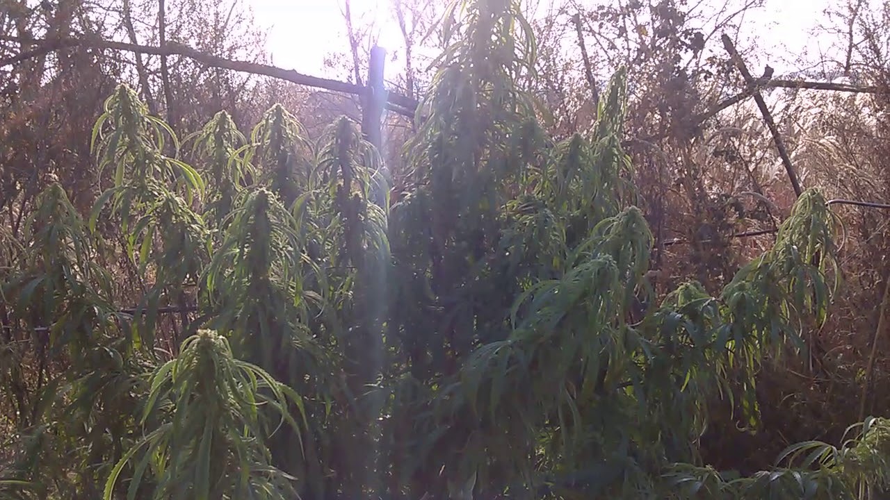 Neville's haze fem (GHS) in Russia 44&deg;N
