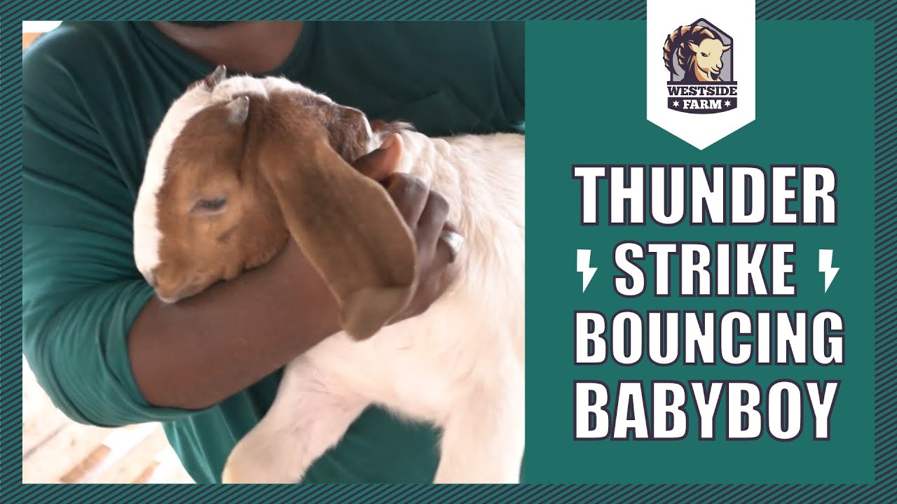 Westsidefarm | Thunder Strike and Betsy's Bouncing Baby Boy