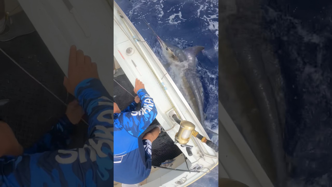 Marlin on The Vertical Feed !!! #catchoftheday #boatfishing #lure #lurefishing #catchand release