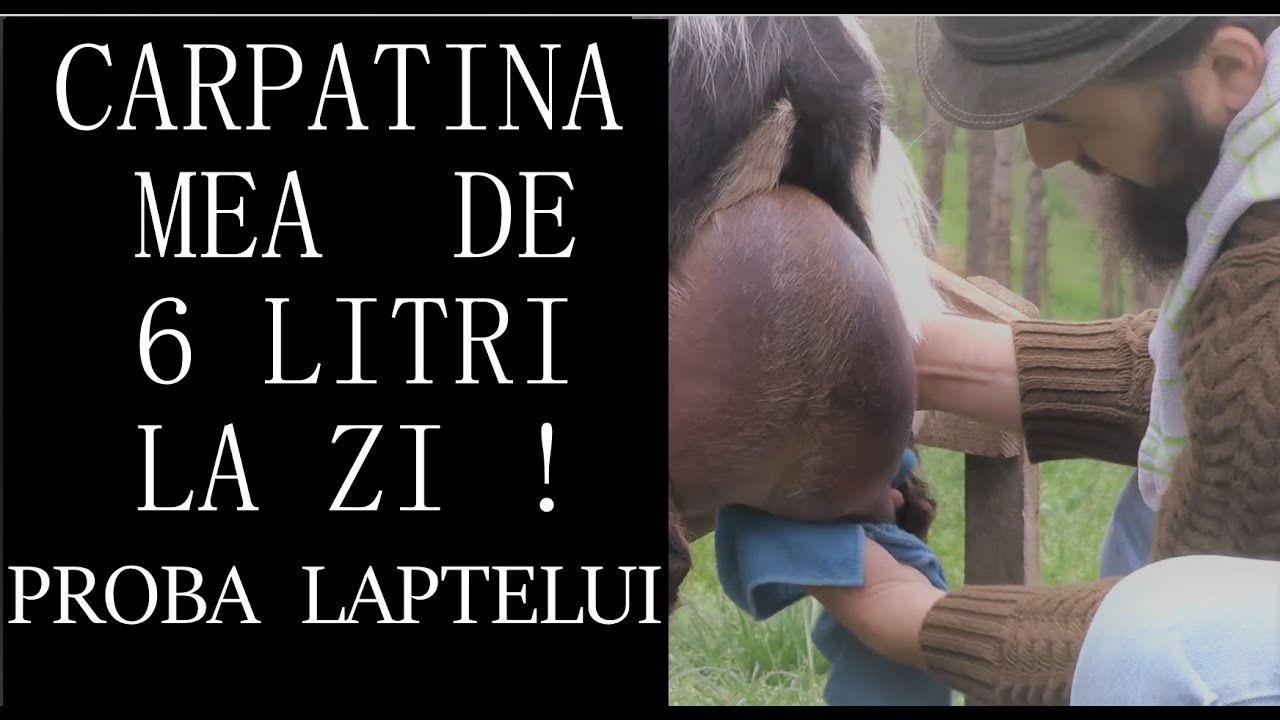 6 LITRI LA ZI- O CARAPATINĂ DE EXCEPȚIE! - PROBA LAPTELUI! #OrășeanLaȚară!