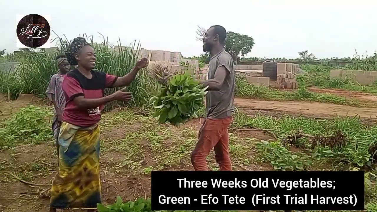 Harvesting African Spinach (Green - Efo Tete)