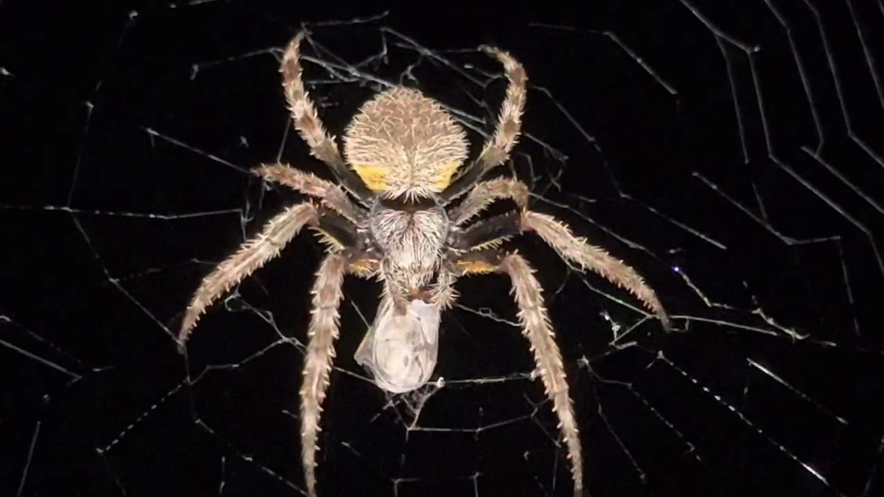 Spider 🕷️ in the night 😱