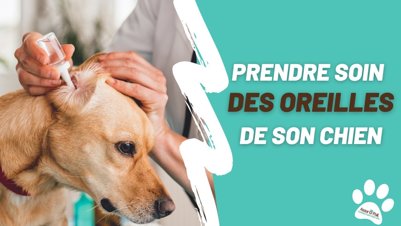 COMMENT (et pourquoi ?) BIEN NETTOYER LES OREILLES DE SON CHIEN