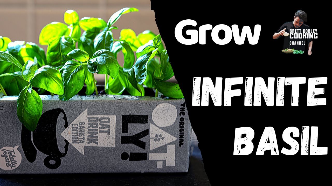 How To Grow Unlimited Basil
