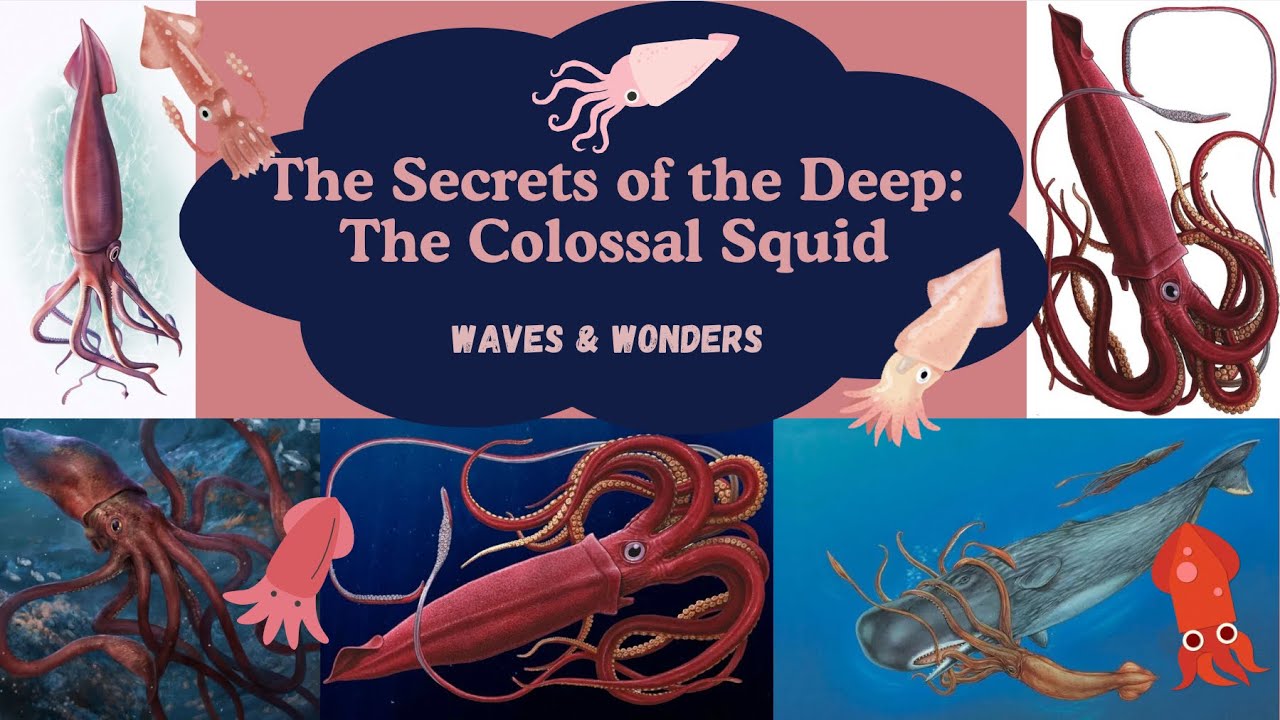 The Secrets of the Deep: The Colossal Squid #oceanfacts #colossalsquid #squids #facts #oceanlife 