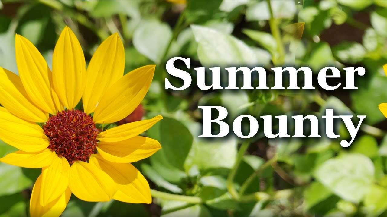 Summer Bounty // This Rolling Writer Gathers Moss // AuthorTube // BookTube // Camp NaNo