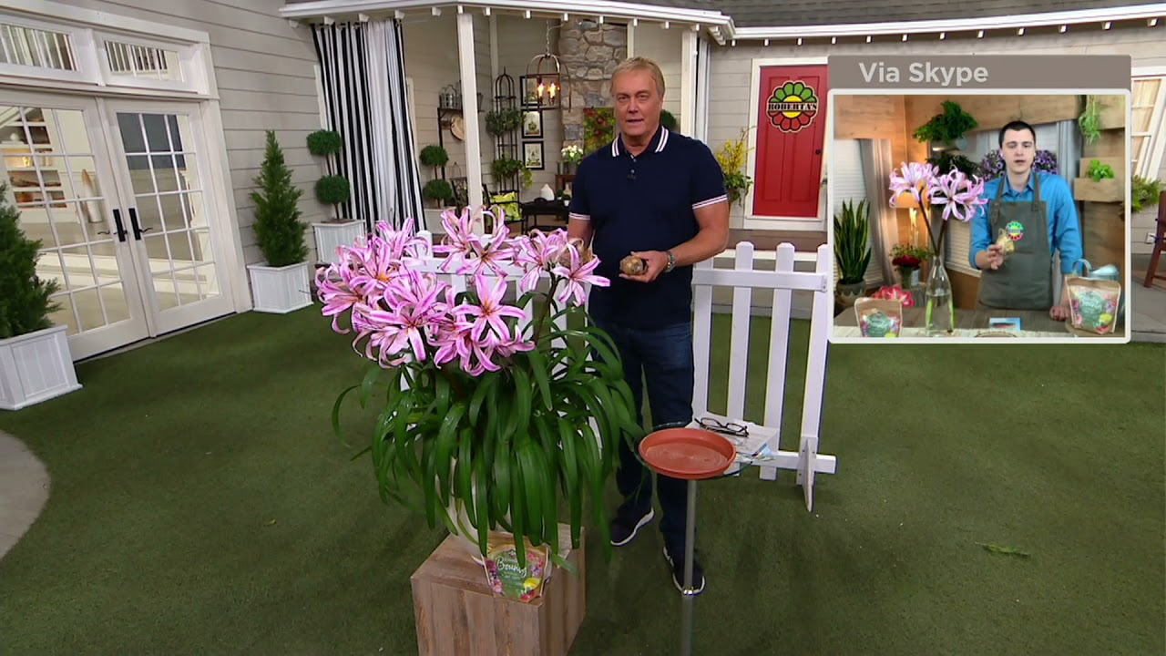 Roberta's 3-Piece Amarine Hybrid Live Bulbs on QVC