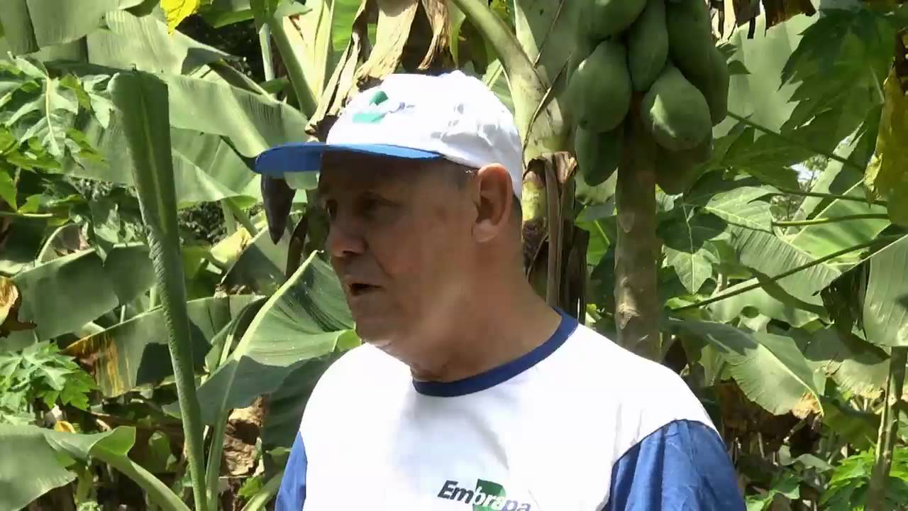 Saiba como controlar a sigatoka-negra na plantação de Banana