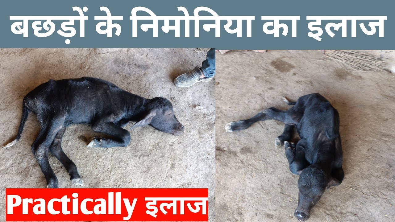Treatment of Calf Pneumonia || लवारे का न्यूमोनिया का इलाज ||