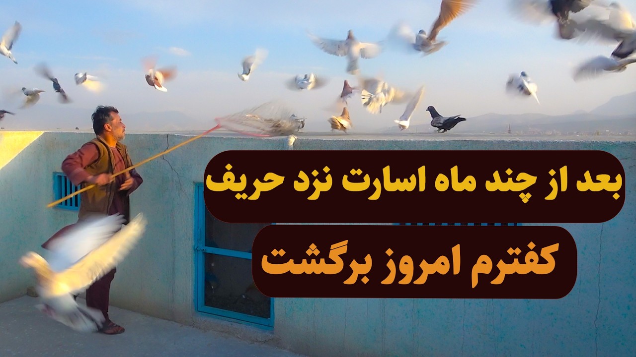 0466 / بعد از چند ماه اسارت نزد حریف کفترم امروز برگشت / Afghan Shawqi