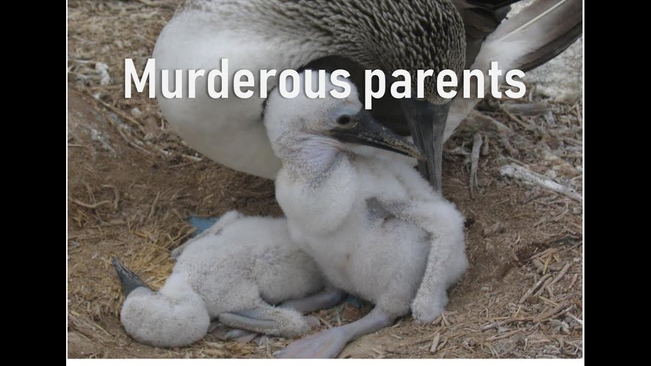 Why do parent boobies get their chicks to fight to the death | TRACEY ROGERS UNSW Sydney Australia