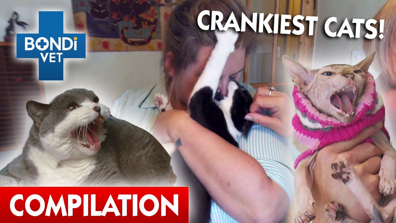 Crankiest Cats ! 😾 | Bondi Vet Compilation | Bondi Vet