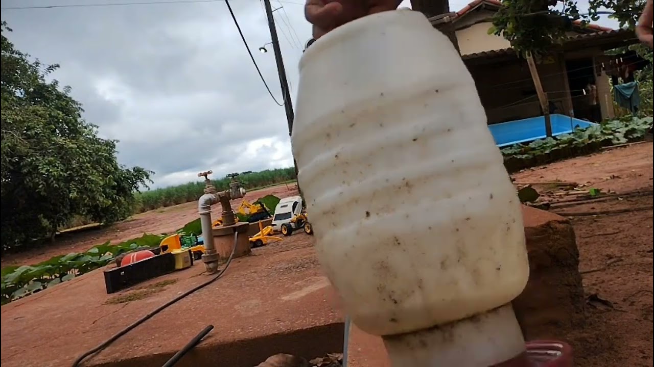 Dia produtivo na seringueira e dano o trato aos  animais 🐓🐖🐕🐮