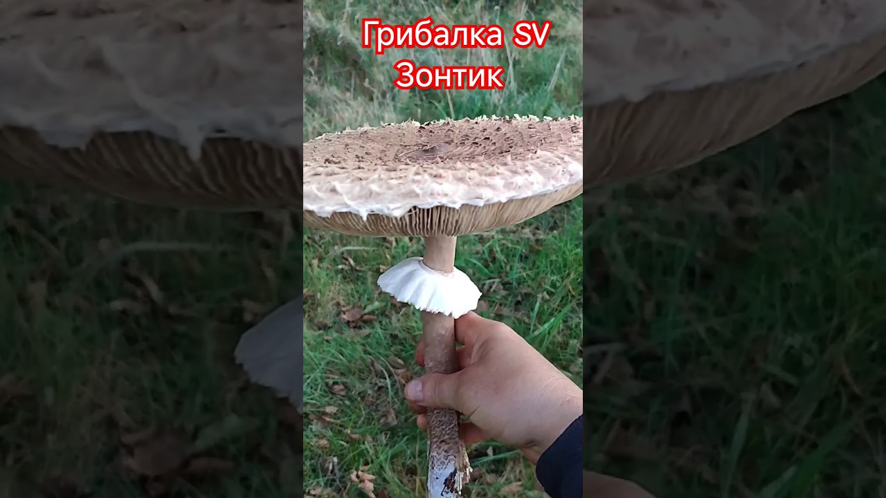 Забрал Зонтика Вкусняшку лесная Курица. 1.11.2024. #4k #video #хобби #тихая Охота #лес #осень
