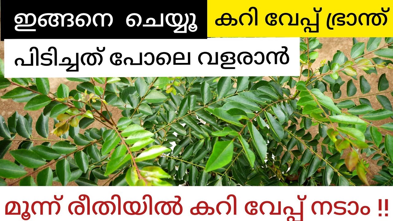 ഇങ്ങനെ ചെയ്താൽ കറിവേപ്പ് കാട് പിടിച്ചത് പോലെ വളരും|കമ്പിൽ നിന്നും കറിവേപ്പ്|curryleaves Malayalam