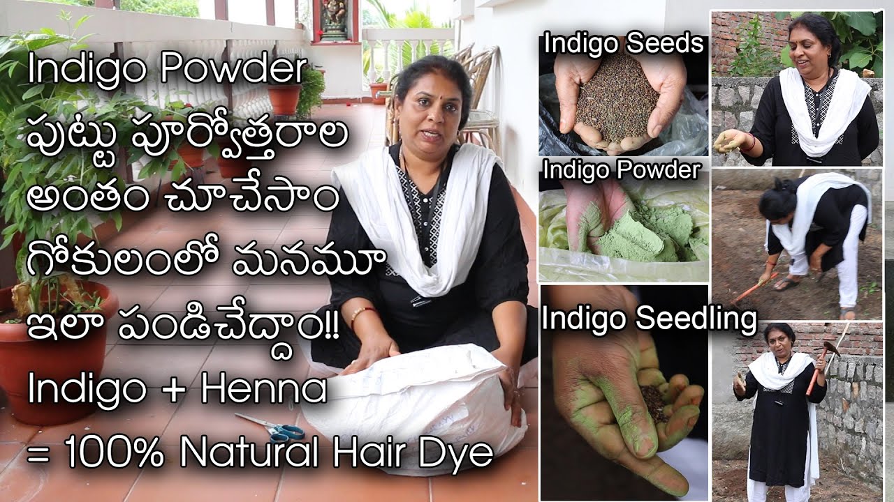 Indigo seeds/ Indigo cultivation/Indigo Powder manufacturers/  Natural hair dye/Simple beautysecrets