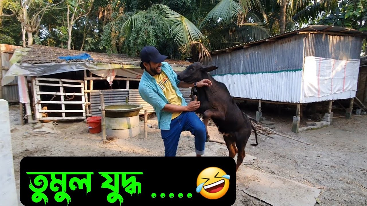 তুমুল যুদ্ধ,,,যুদ্ধ জিততে না পেরে চিতপটাং 🤣