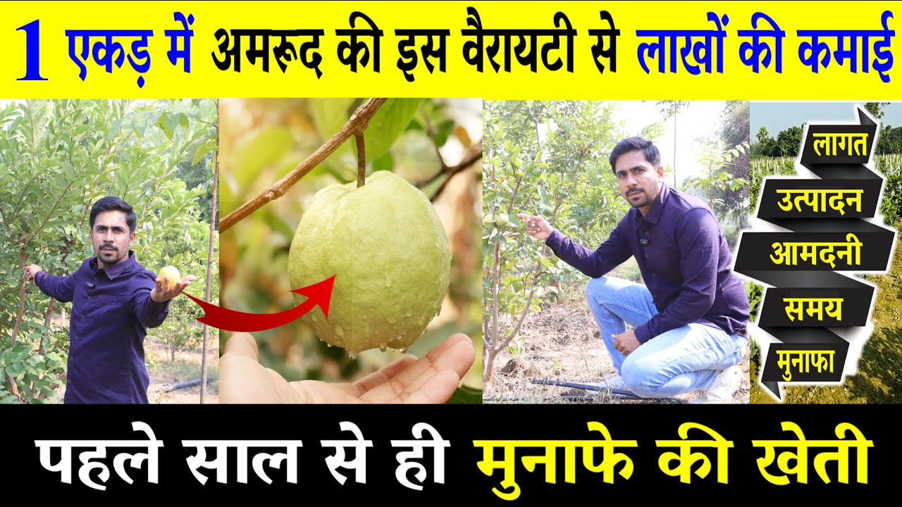 2024 में एक एकड़ अमरूद की खेती में लागत, आमदनी और प्रॉफिट की पूरी जानकारी | Amrud Ki Kheti Kaise Kare