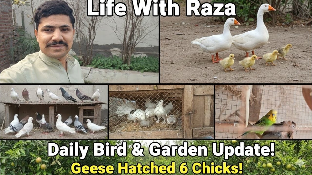 My Geese Finally Hatched! 6 New Chicks + Daily Routine & Fruit Trees Update @LifeWithRazaKhan 