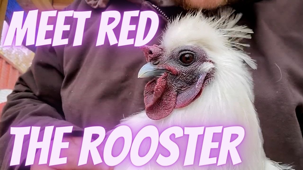 The STRANGEST Silkie Rooster You'll EVER See!