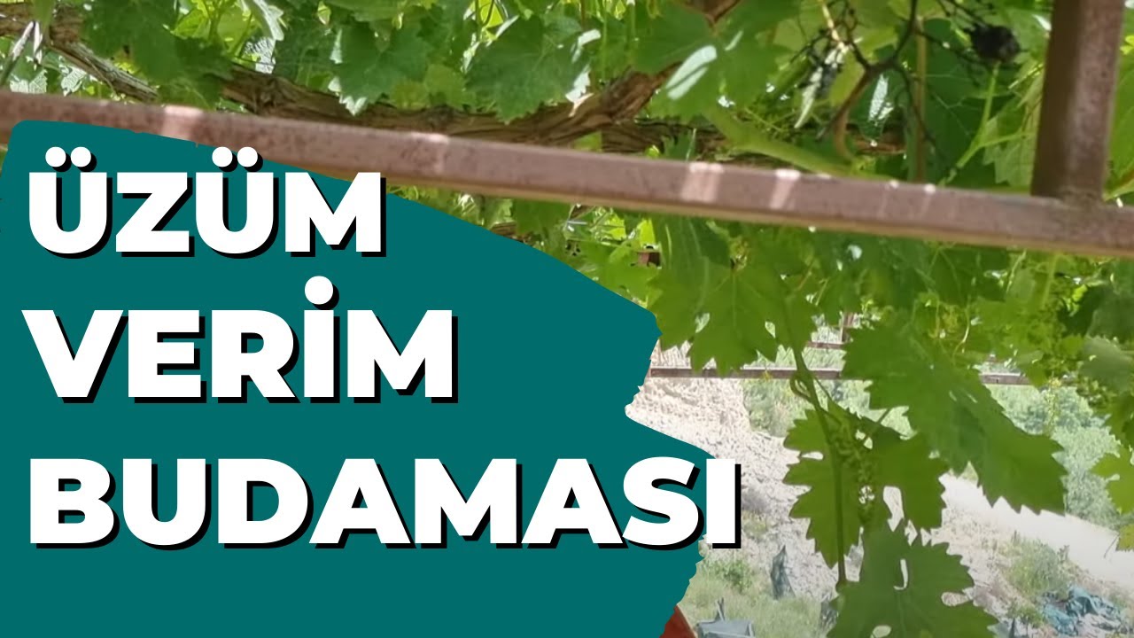 Üzüm Verim Budaması ve Asma İçin Yaz Budaması Nasıl Yapılır? #tropikaltopraktv #üzüm #asma