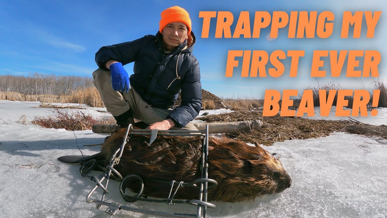 Late Winter BEAVER TRAPPING 2021 Manitoba Ep.1 | First Sets!