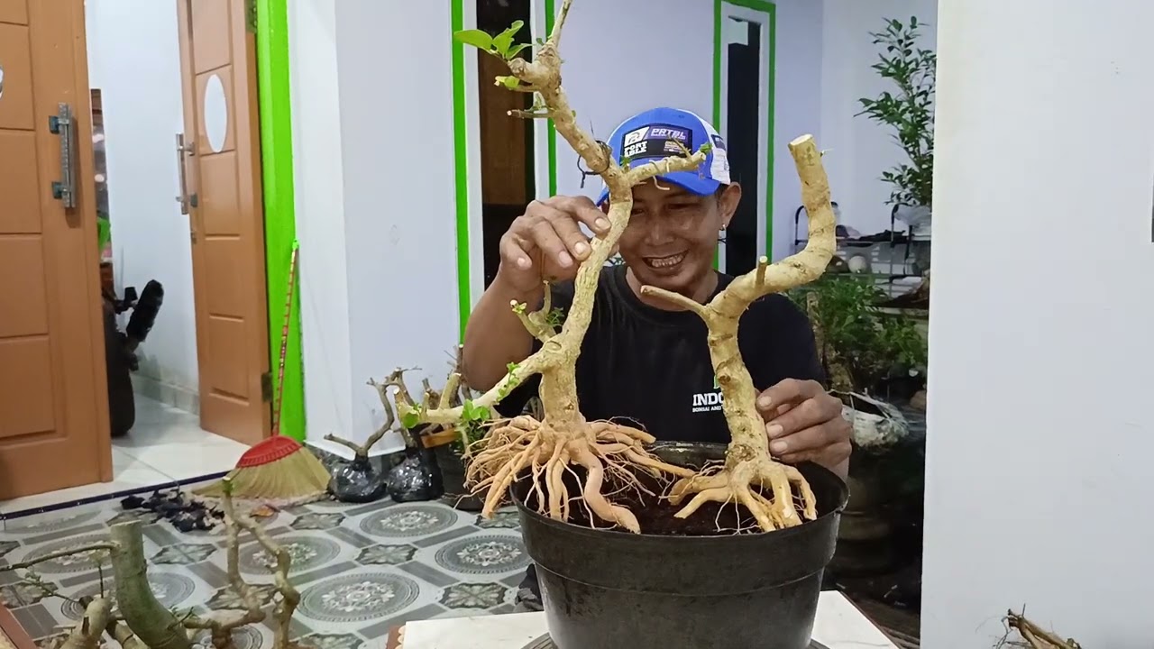 Review bahan bonsai murah👍 admin:085334527859