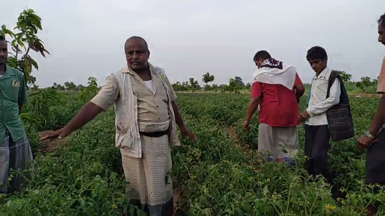 (حقول الطماطم) توصيات ارشادية بيوم حقلي من مزارع تهامة(الفاضل/بلادالسلامة)ومحصول نموذجي ان شاءالله