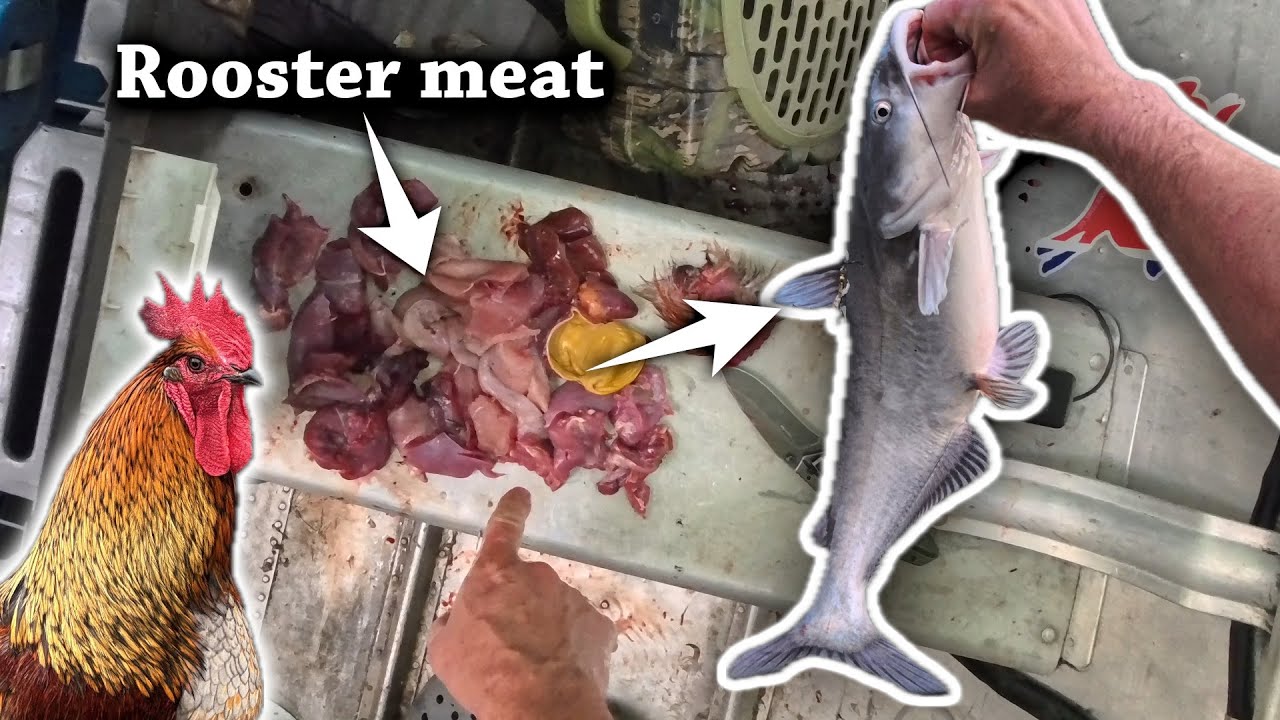 Using a ROOSTER for Catfish Bait (Catch Clean Cook)