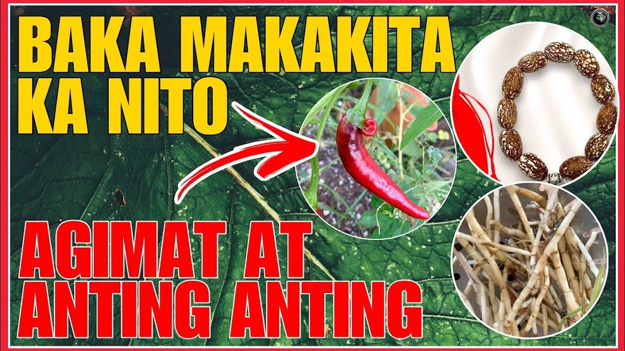 BAKA MAKAKITA KA NITO AGIMAT AT ANTING ANTING BUHAT SA MGA HALAMAN | BHES TV