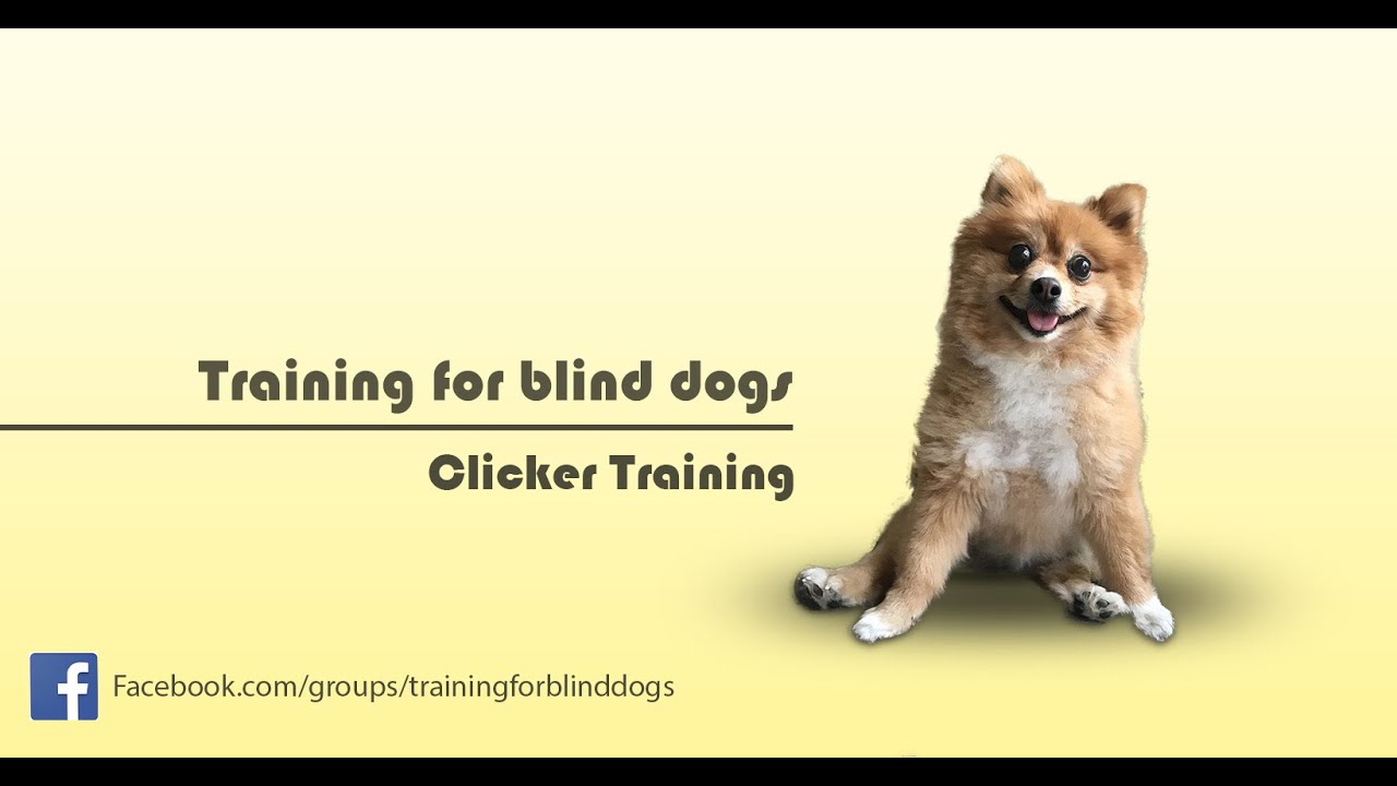 Clicker Training for Blind Dogs