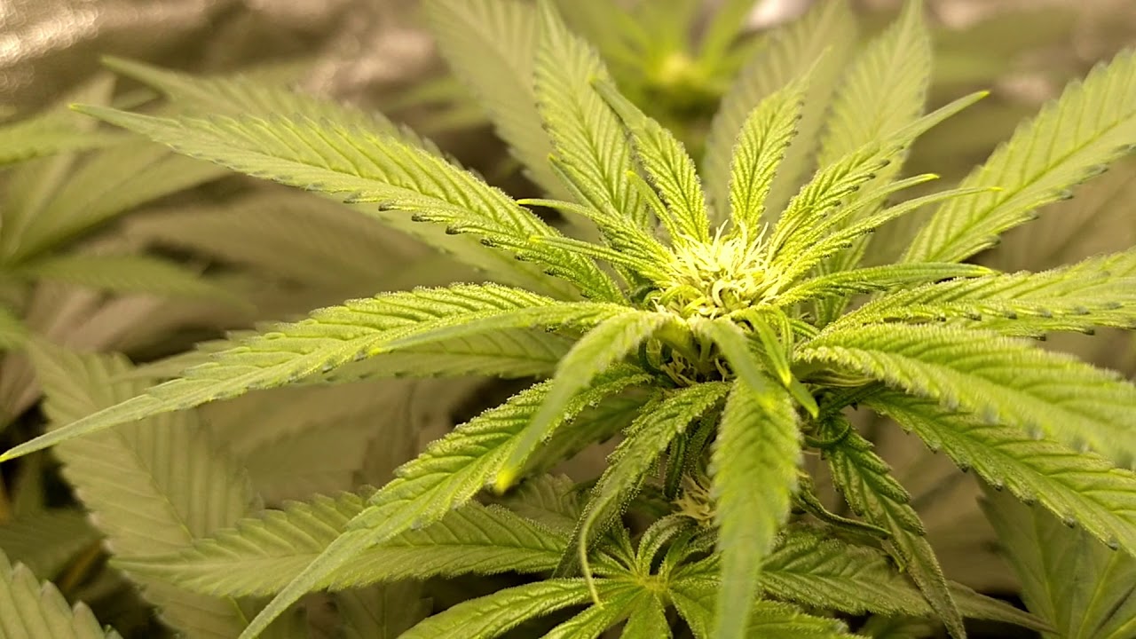 DWC Gelato OG Pheno 1