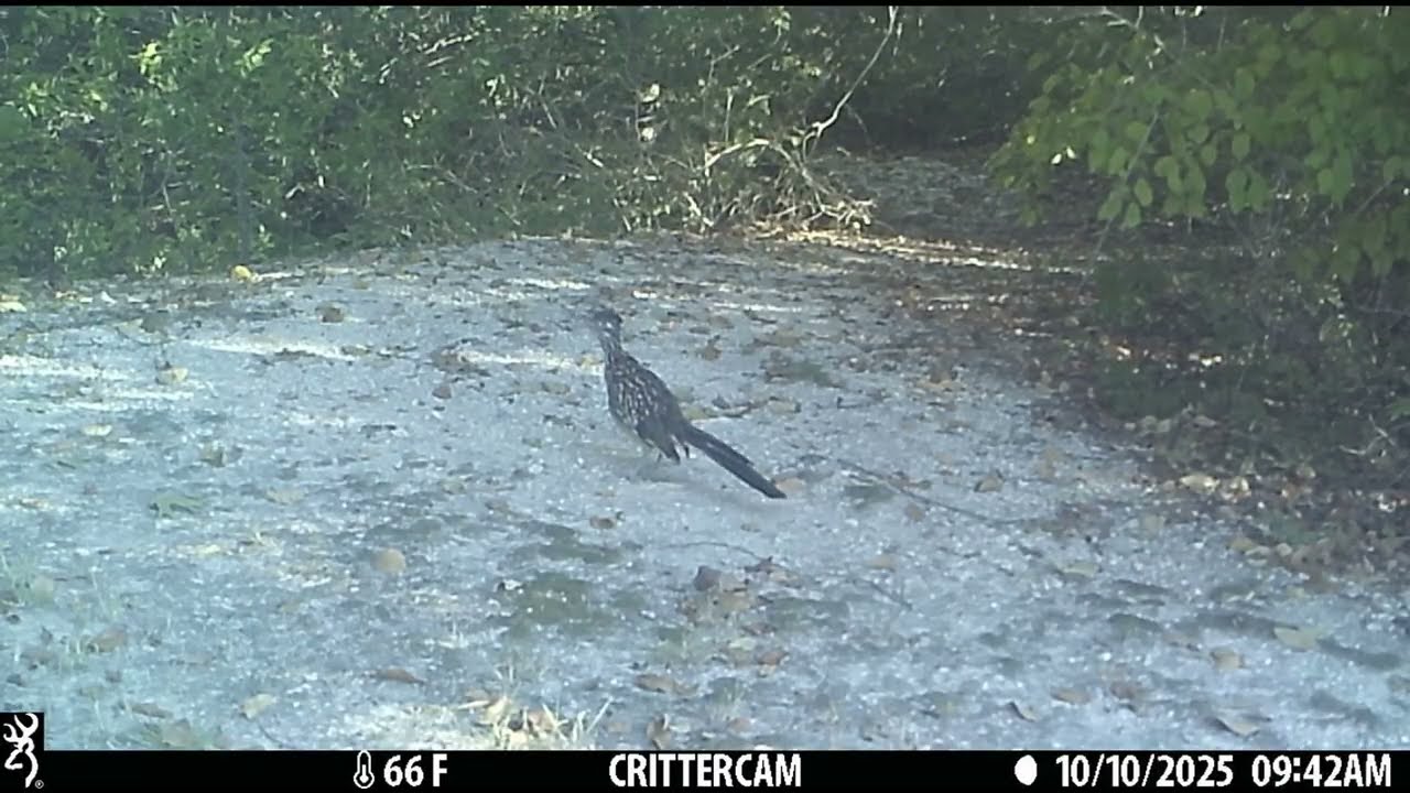 Crittercam 2025 Oct