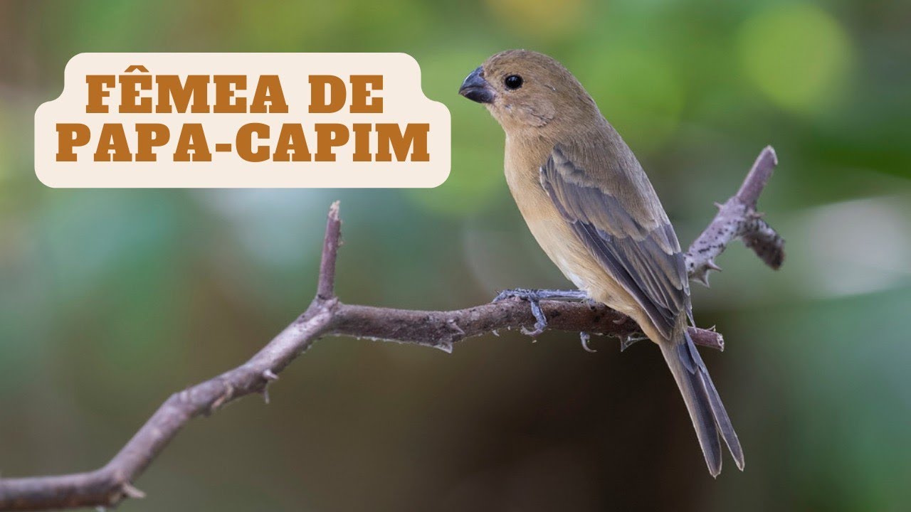FÊMEA DE PAPA-CAPIM CHAMANDO - ESQUENTE SEU MACHO 🔥