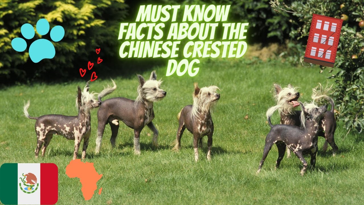 Getting To Know Your Dog's Breed: Chinese Crested Dog Edition